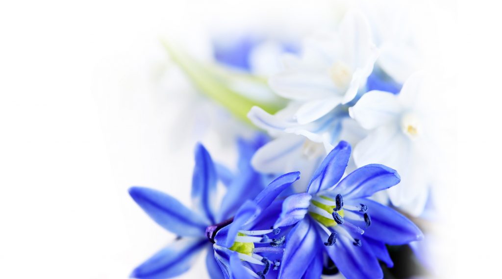 Blue-White-Flowers